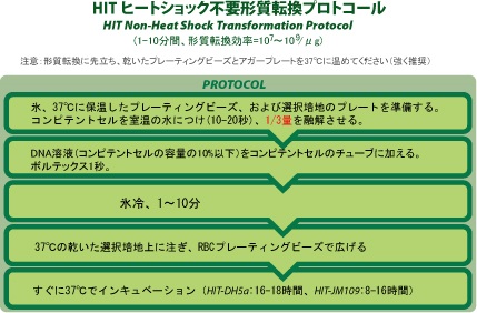 Procedure of HIT Competent Cell 1