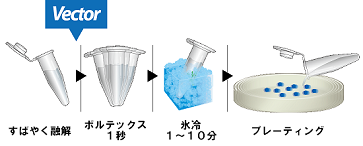 Procedure of HIT Competent Cell 2