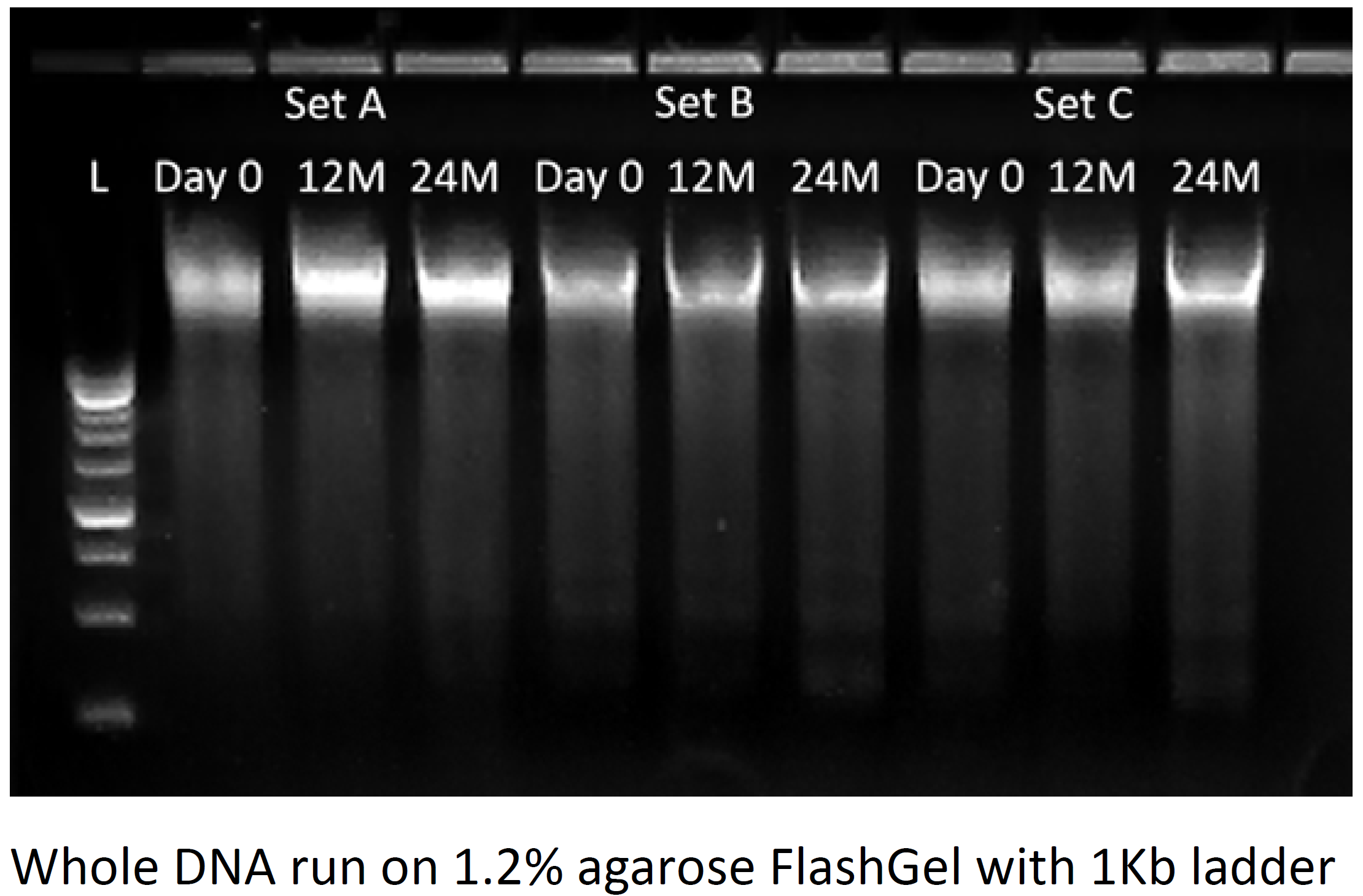 BFX Data2