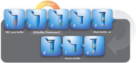 Procedure of Genomic DNA Extraction Kit Blood