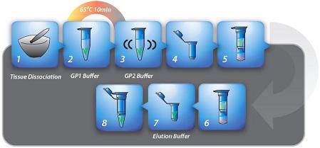 Procedure of Genomic DNA Extraction Kit Plant