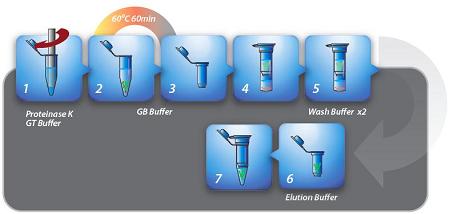 Procedure of Genomic DNA Extraction Kit Tissue