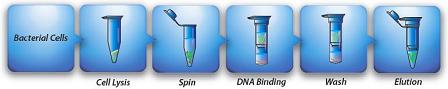 Procedure of Plasmid Mini Kit